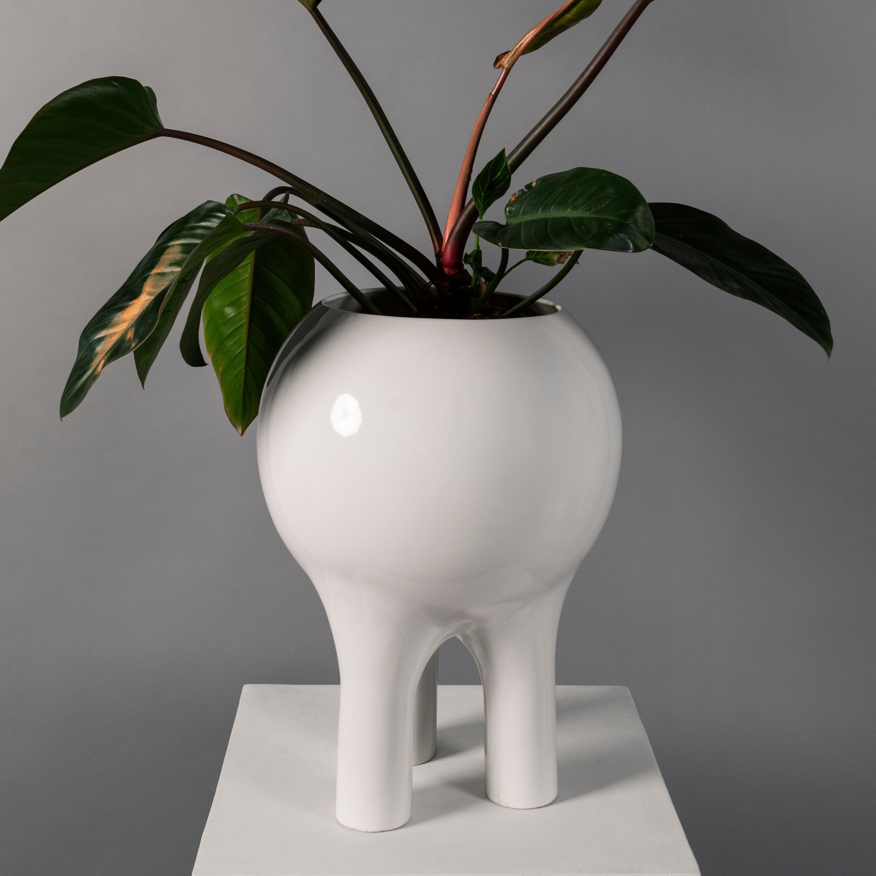 extra large white indoor planter Gloss White Planter 22" x 16"