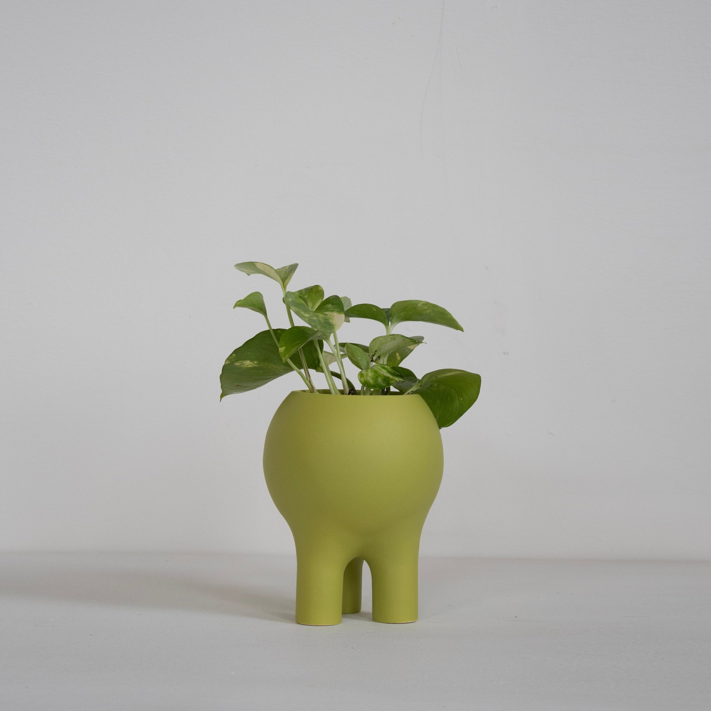 matte plant pot Matte Chartreuse Planter 6" x 5" – ENTLER